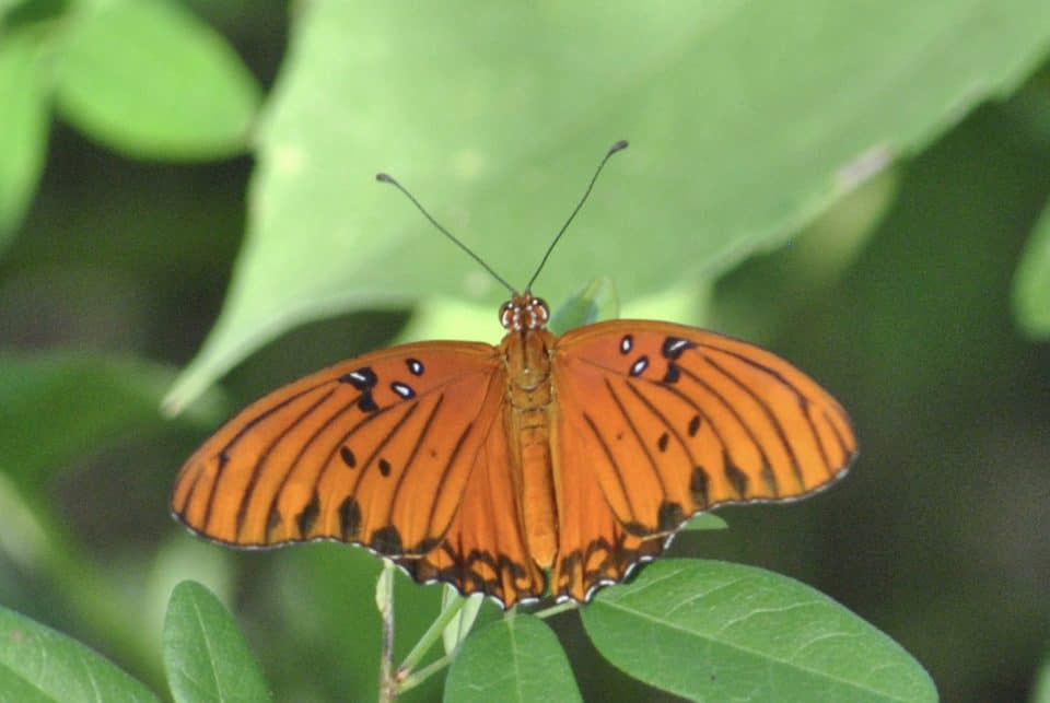 Gulf fritillary, Bastrop, Texas