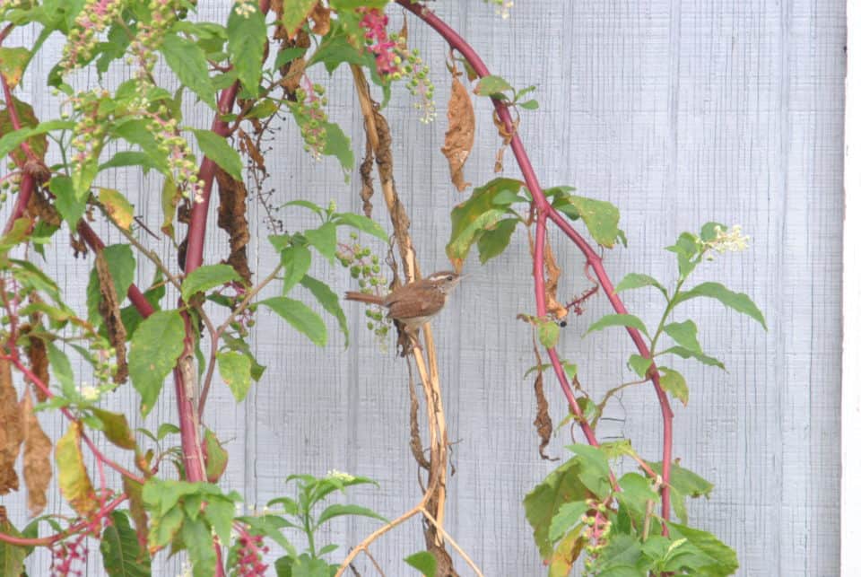 Carolina Wren on Poke Weed at Little Piney, Bastrop TX