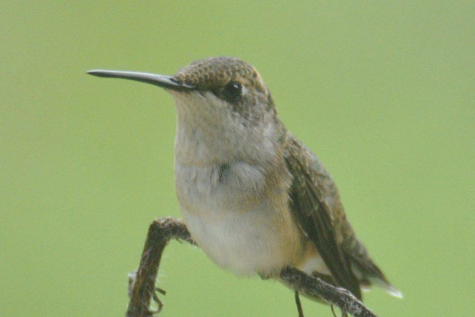 Female Black-Chinned Hummingbird