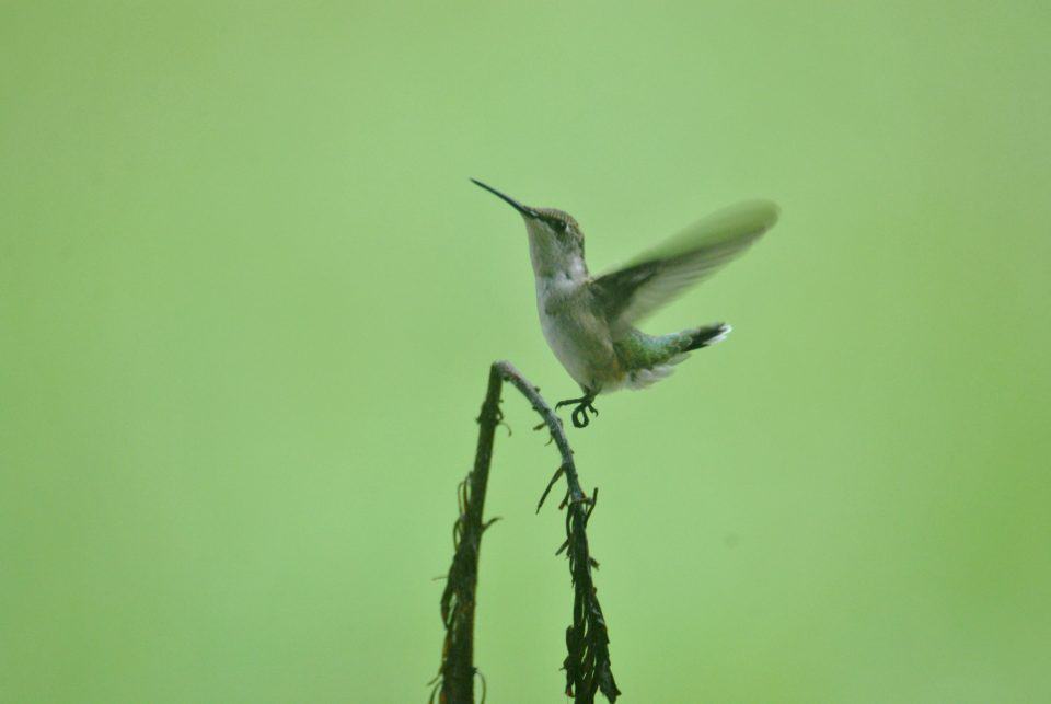 Hummingbird Taking Off