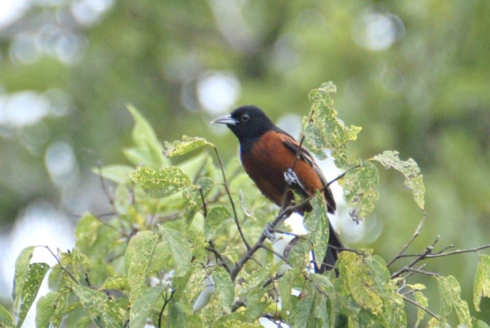 Orchard Oriole at Little Piney, Bastrop, TX