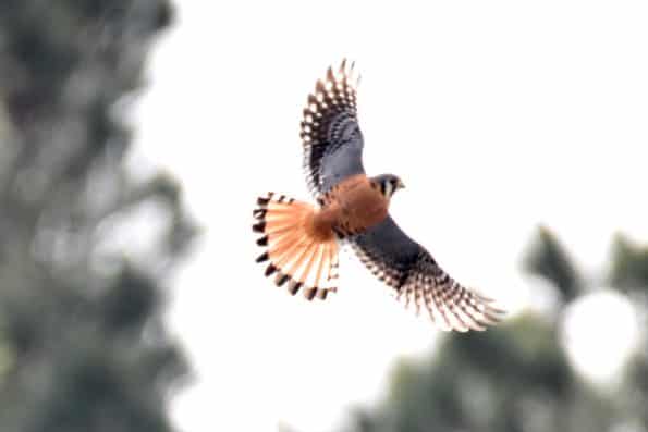 Birds of Prey at Little Piney Bastrop Texas