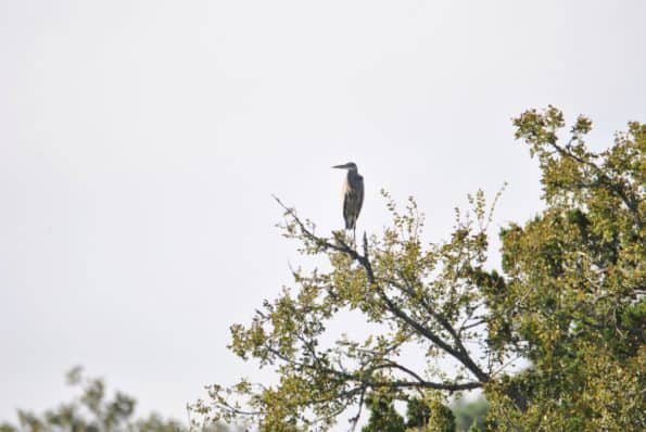 Great Blue Heron Bastrop TX 