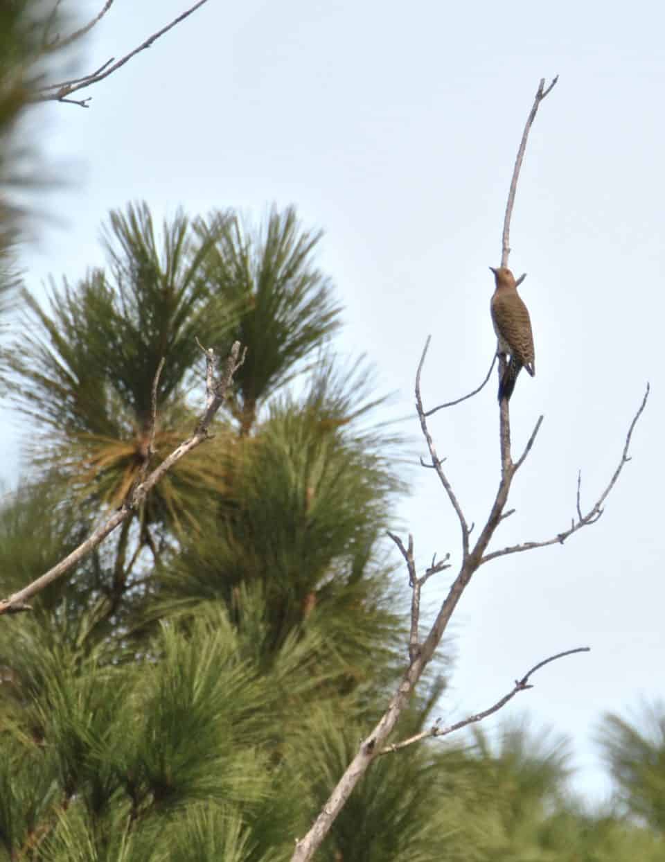 Northern Flicker Bastrop TX