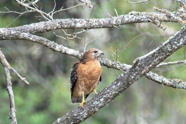 Red-shouldered Hawk, Bastrop TX