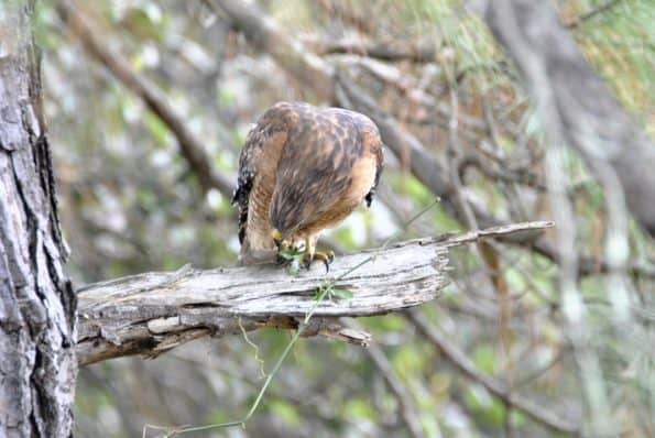 Red-shouldered Hawk, Bastrop TX