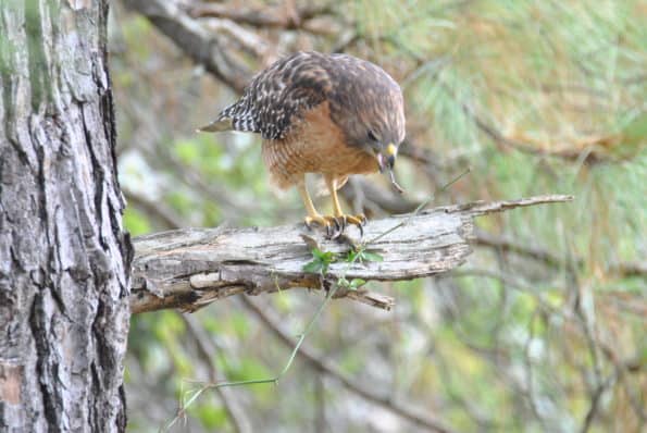 Red-shouldered Hawk at Little Piney Bastrop Texas 