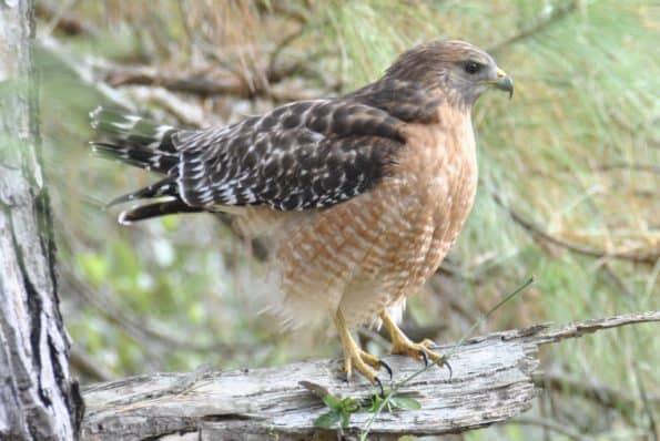 Red-shouldered Hawk, Bastrop TX