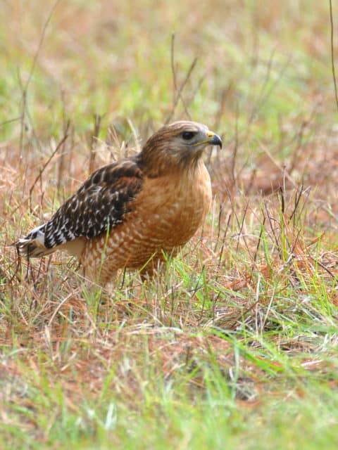 The Red Shouldered Hawk Stood On The Ground