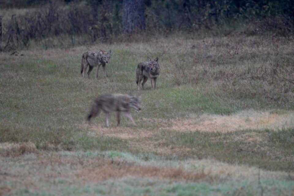 Coyotes and other critters call Little Piney home