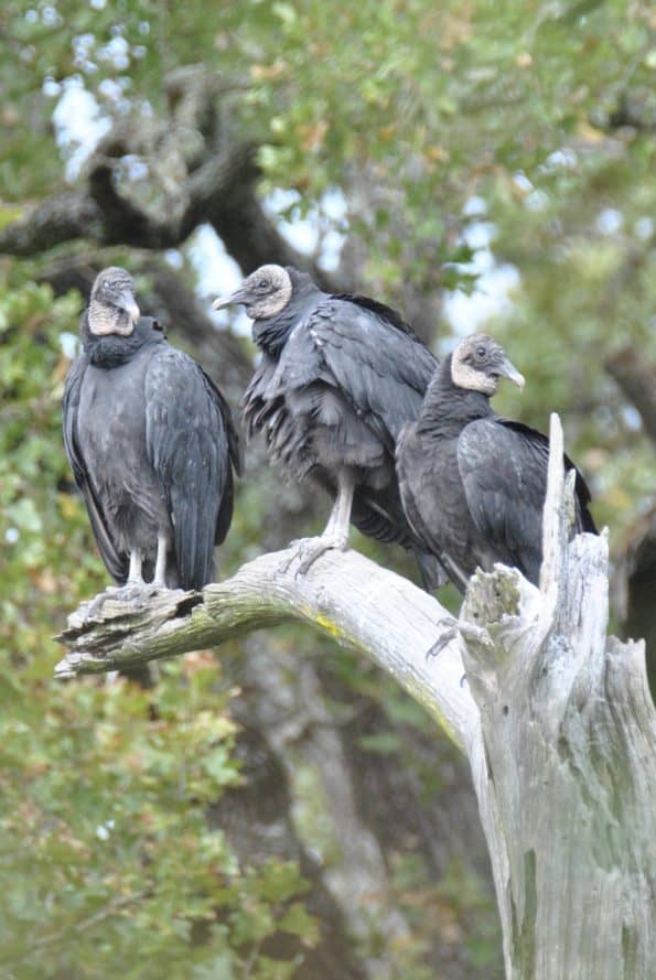 Black Vultures, Bastrop TX