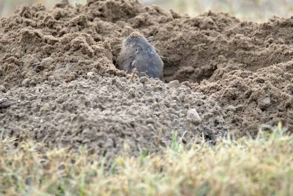 Gopher Bastrop TX