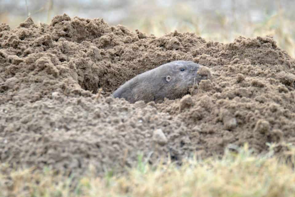 Gopher, Bastrop TX