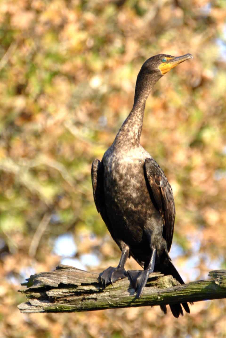 Double Crested Cormorant at Little Piney, Bastrop TX