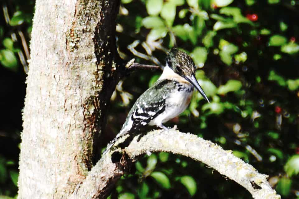 Green Kingfisher, Female, Bastrop, TX