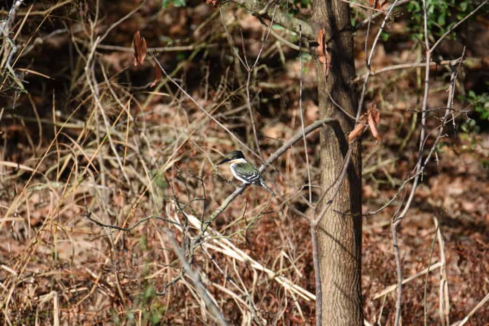 Green Kingfisher Bastrop TX