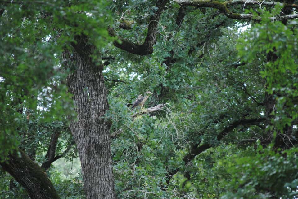 Birds of Prey at Little Piney Bastrop Texas