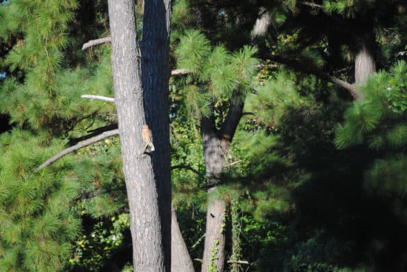 Birds of Prey at Little Piney Bastrop Texas