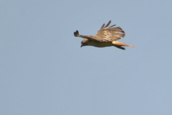 Red-tailed Hawk in Flight