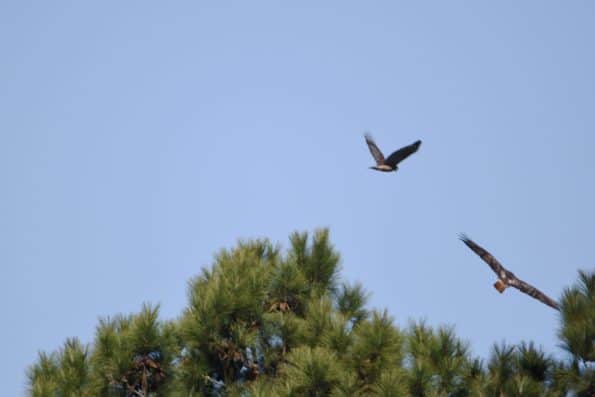 Red-shouldered Hawks Chase Red-tailed Hawk Out of Their Territory