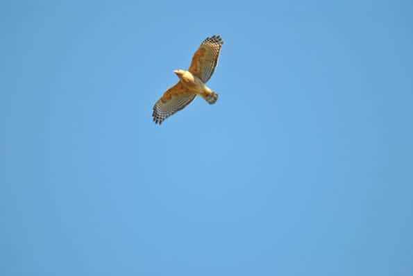 Birds of Prey at Little Piney Bastrop Texas