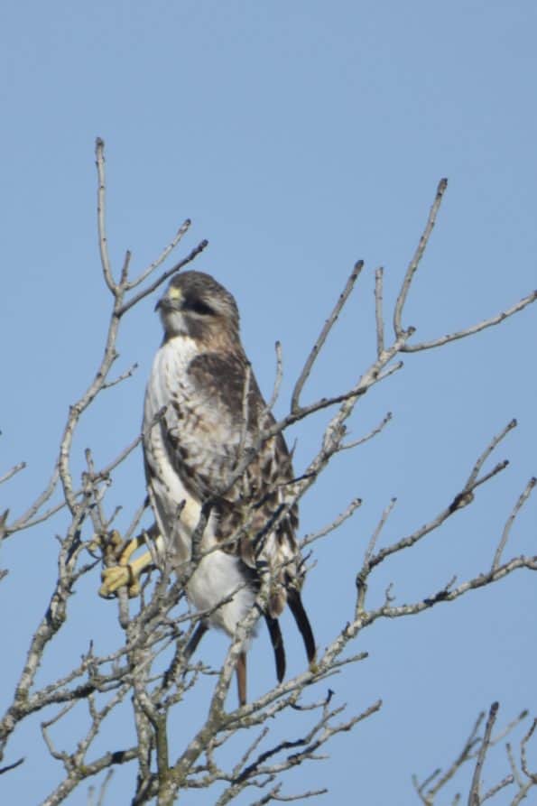 Birds of Prey at Little Piney Bastrop Texas