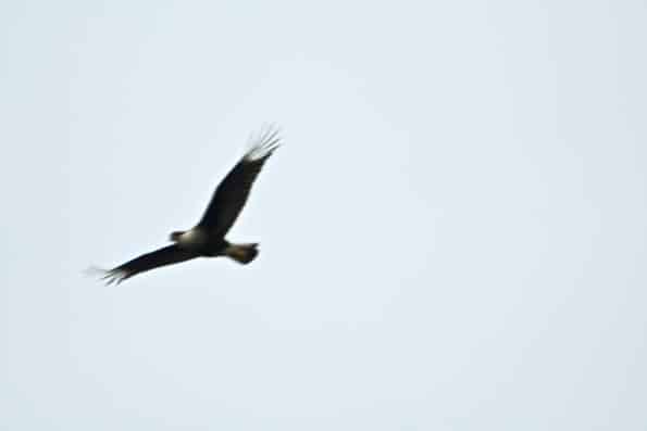 Crested Caracara at Little Piney Bastrop Texas