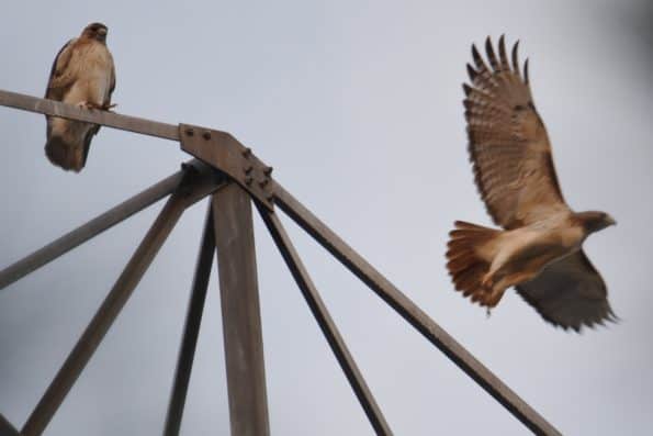 Red-shouldered Hawk at Little Piney Bastrop Texas