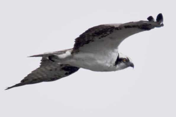 Birds of Prey at Little Piney Bastrop Texas