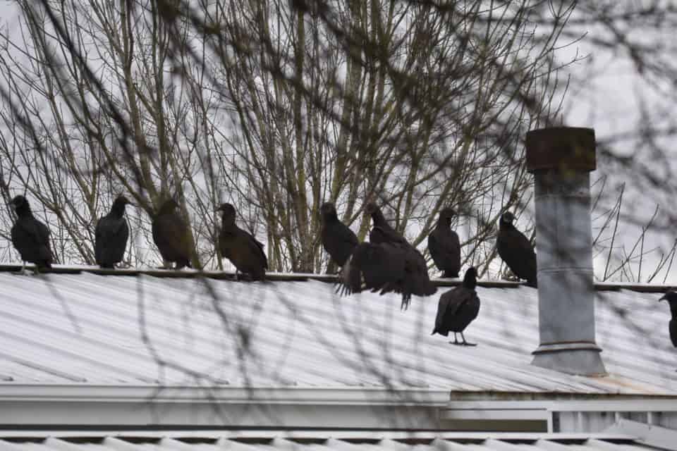 Black Vultures on the Roof