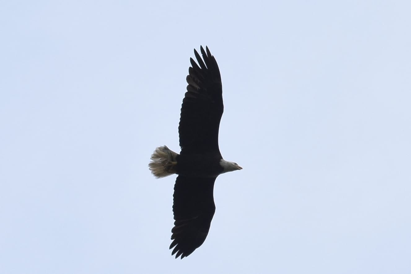 The Larger And Strong Bald Eagle Flying In The Sky