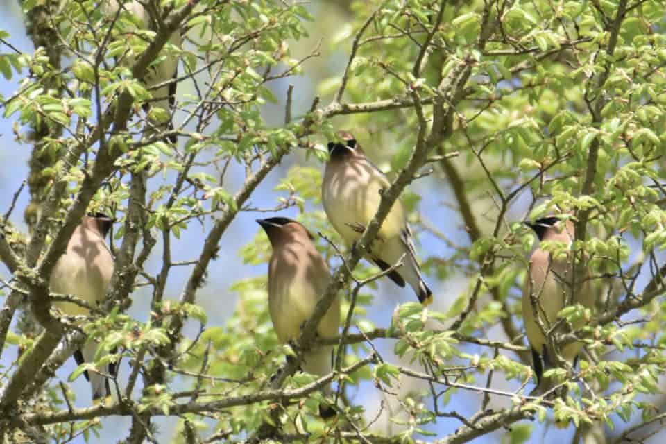 Four beige birds sitting among the trees