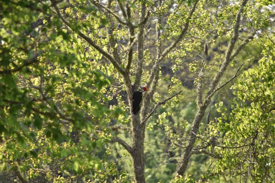 Spring at Little Piney Bastrop TX