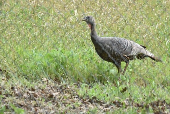 The Wild Turkey In The Grass Field - Lost Pines Life