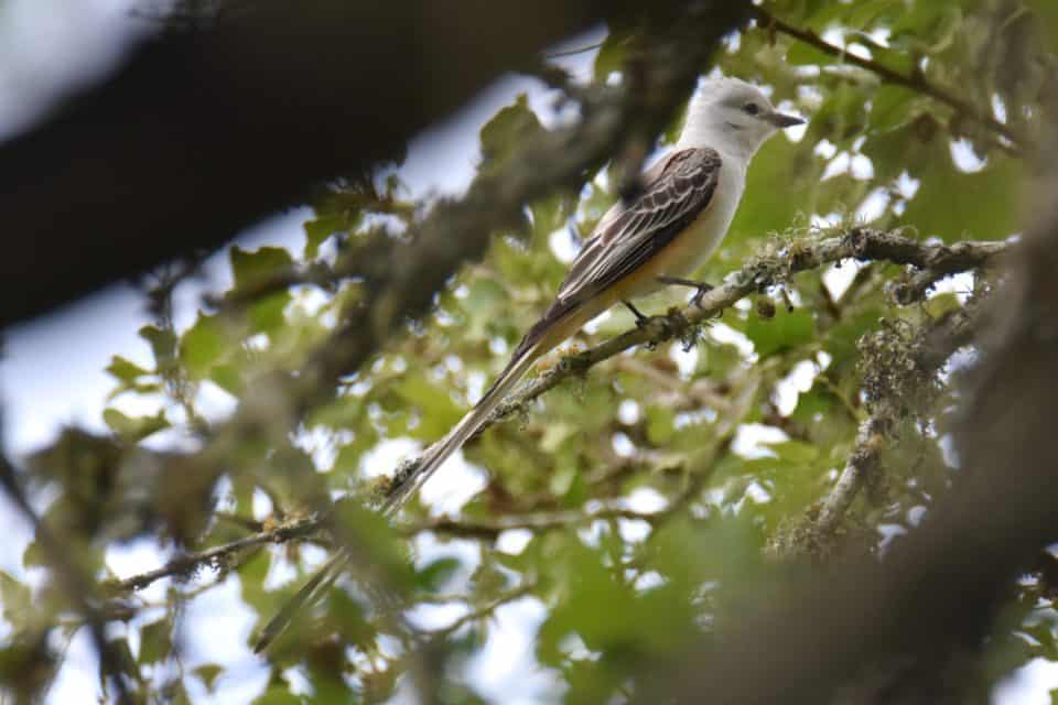 Spring at Little Piney Bastrop TX