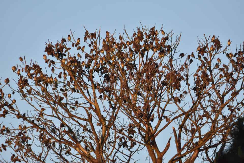 Spring Migration at Little Piney Bastrop TX