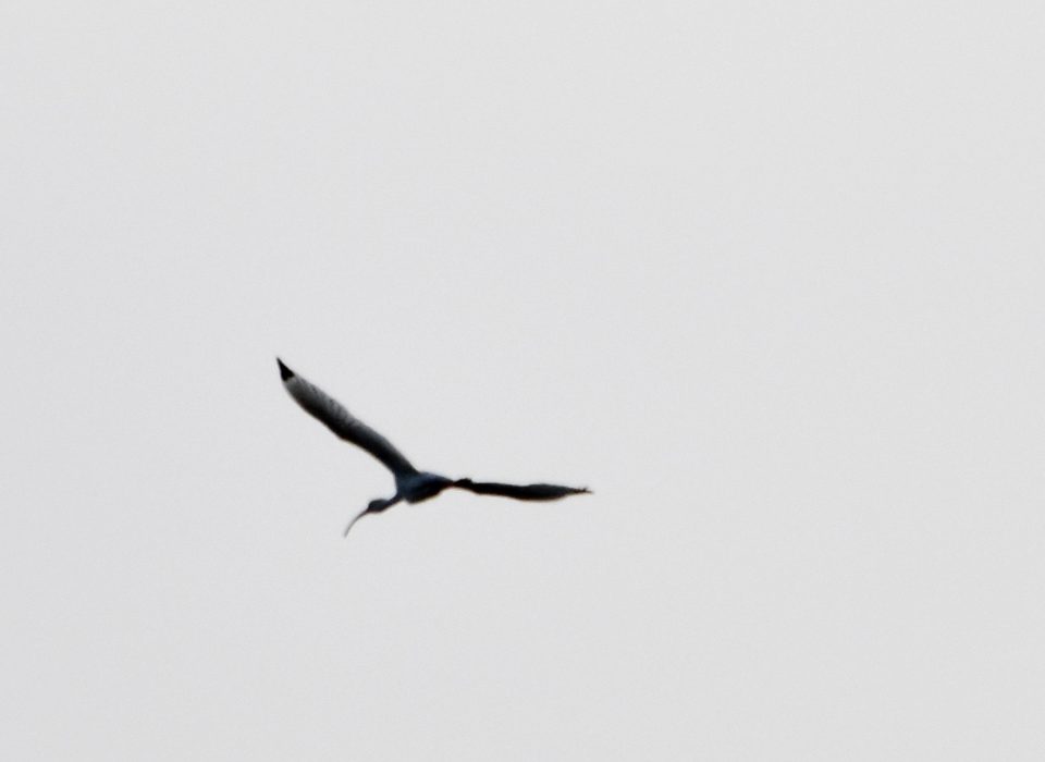 Spring migration at Little Piney Bastrop TX