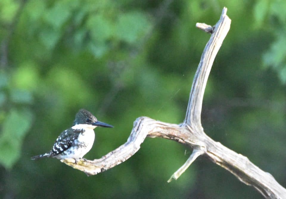 Spring Migration at Little Piney Bastrop TX