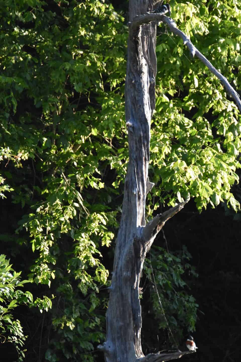 Green Kingfishers Bastrop, Texas