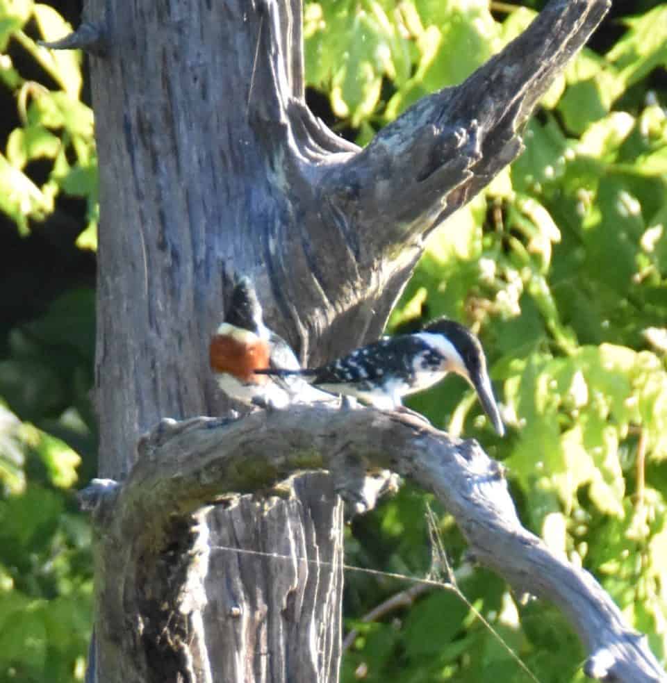 Green Kingfisher Pair on a Snag at Little Piney Bastrop TX