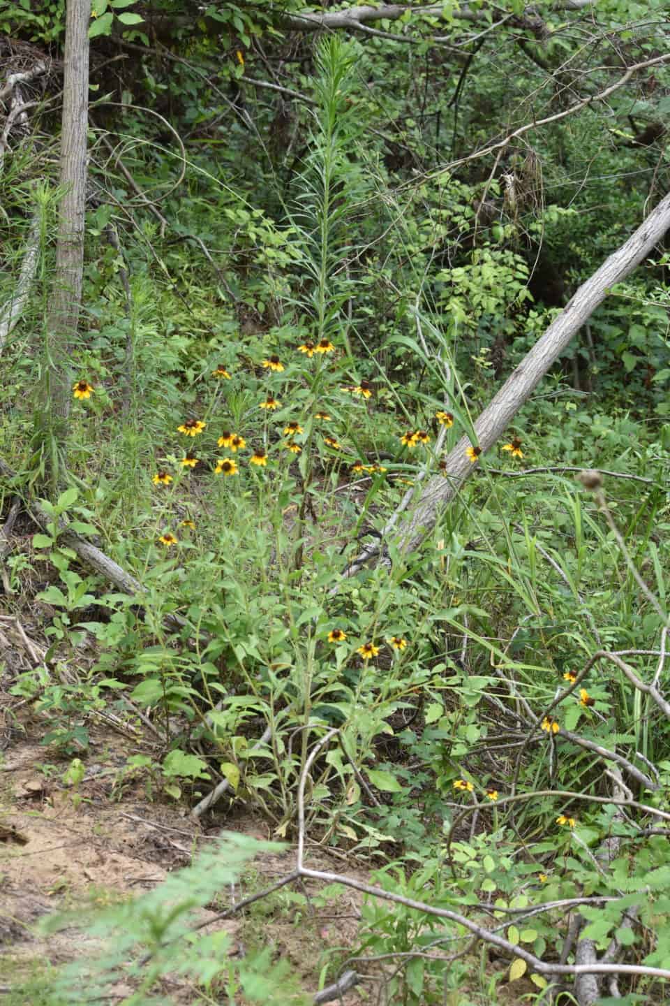 Piney Creek, Bastrop, TX