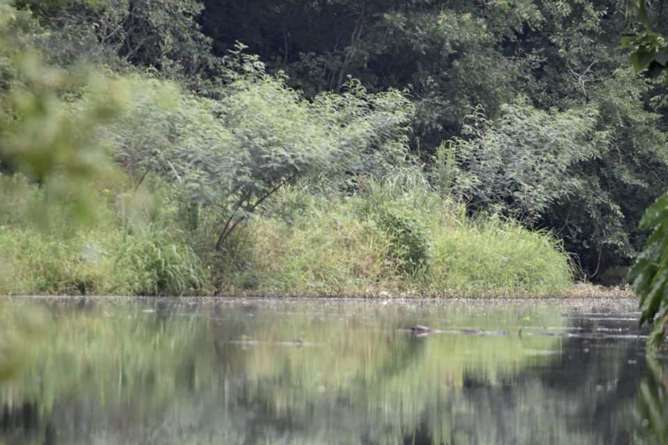 Piney Creek, Bastrop, TX