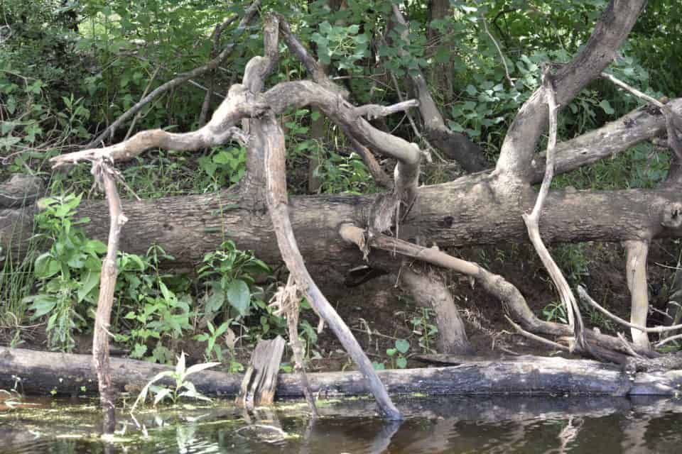 Piney Creek, Bastrop, TX