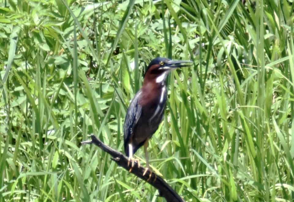 Green Heron at Little Piney, Bastrop, TX