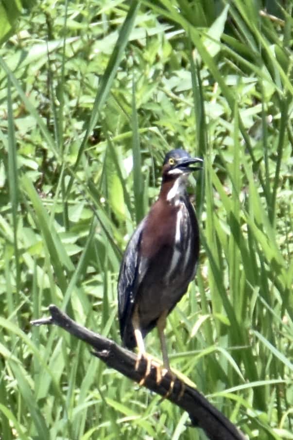 Green Heron at Little Piney, Bastrop, TX