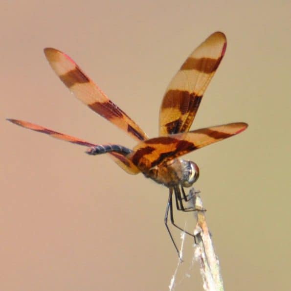 Dragonflies of Bastrop Tx