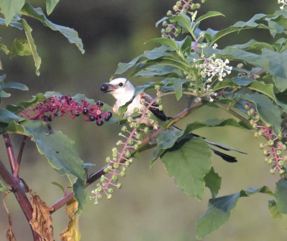 Scissor-tailed Flycatcher at Little Piney, Bastrop, TX