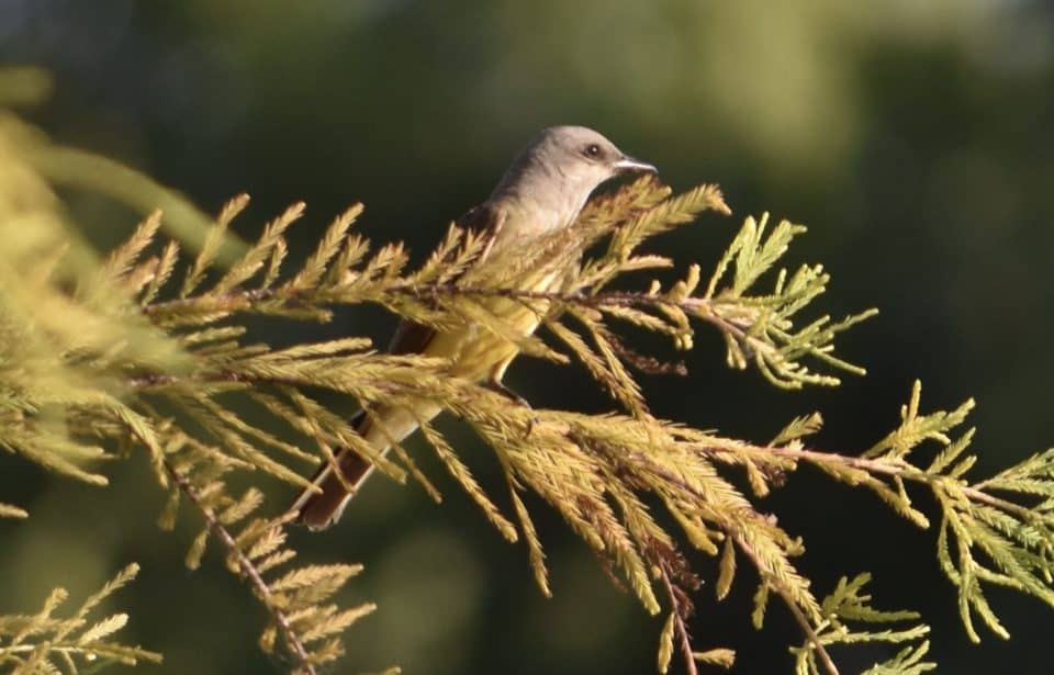 Northern Mockingbird, Bastrop TX