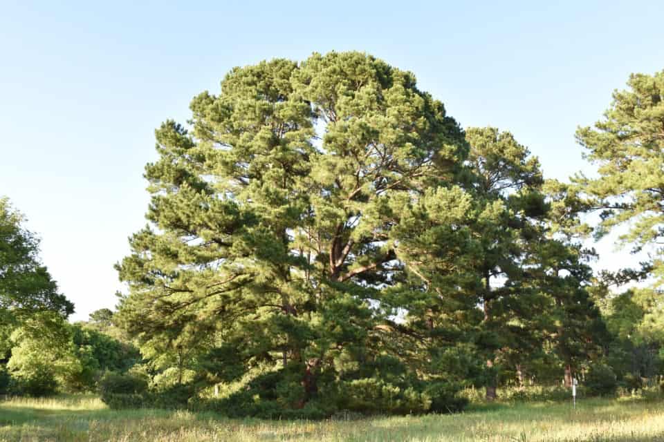 Loblolly Pine