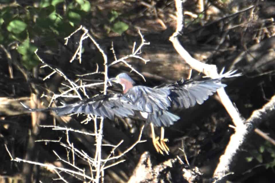 Green Heron at Little Piney, Bastrop, TX